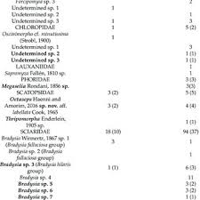 Image result for Riocreuxia