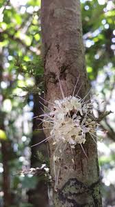 Image result for Warneckea sousae