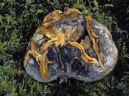 Image result for Scleroderma polyrhizon