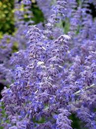 Image result for Perovskia atriplicifolia lacey blue lisslitt photo