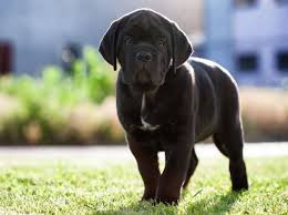 Corso italiano a genova, scuola di lingua italiana, corsi italiano per adulti, vacanza studio in italia, impara l'italiano in liguria. Cane Corso So Ist Sein Wesen