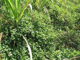 Image result for Rhynchosia tricuspidata