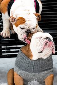 How old is the oldest french bulldog that ever lived? Bulldog Smell 10 Tips To Make Your Bulldog Smell Better