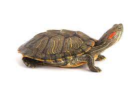 How To Clean Your Red-Eared Slider Turtle Shell? [Step-By-Step Guide] -  Nature Discovery