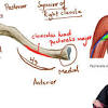 The costotransverse ligaments in human: 1