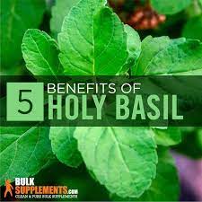 Holy Basil Benefits Side Effects And Dosage Bulksupplements Com Holy Basil Benefits Holy Basil Coping With Stress