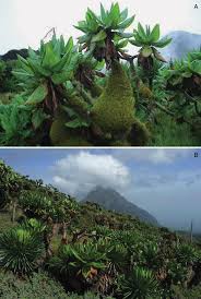 Image result for Pancovia golungensis