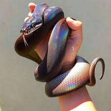 Wow Iridescent Holographic Rainbow Snake Cute Reptiles Cute Snake Pretty Snakes