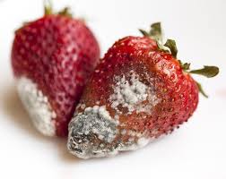 During the summer, fresh strawberries are everywhere: How To Make Fresh Berries Last Longer Sugar Geek Show