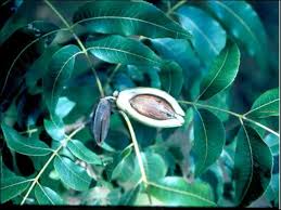 Mouse lacking an immune system with an engineered ear on the back. Hs982 Hs229 The Pecan Tree