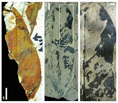 Image result for Rhabdophyllum arnoldianum