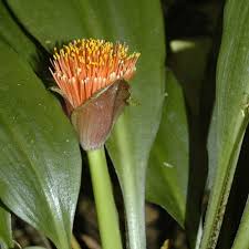 Image result for Scadoxus membranaceus