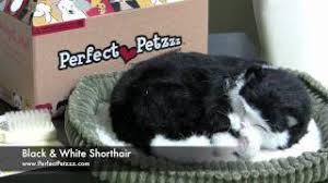 This cute and lovable breathing ginger tabby cat will make an adorable gift. Perfect Petz Black White Cat Snapdoodle Toys Games