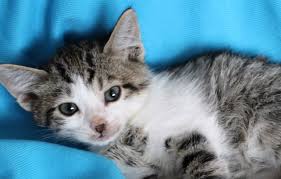 minik tekire acil yuva kedi yuvaarayankedi patilen com acilyuva kedi
