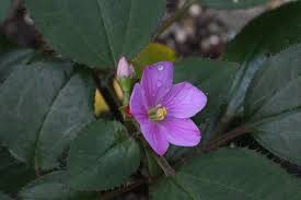 Image result for Calvoa orientalis