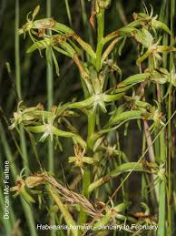 Image result for Habenaria humilior