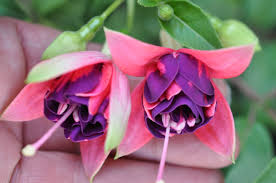 Pin By Anne Visser On Fuchsias Fuchsia Garden Flowers Fuchsia