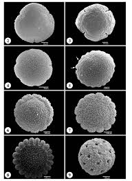 Image result for Spermacoce natalensis