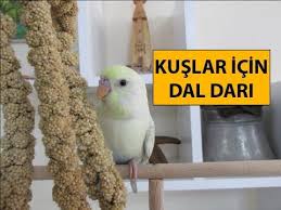Kuslar Icin Dal Dari Kus Papagan Muhabbet Kuslari