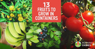 Growing fruit trees in containers is surprisingly easy, and there are some decided advantages. 13 Best Fruits And Berries You Can Easily Grow In A Container Garden
