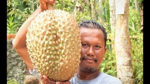 Bibit durian unggul siap tanam. Durian Bawor Terbesar Bibit Bhineka Super Raksasa Kaki 3 Trending Makan Durian Banyumas Terenak Youtube