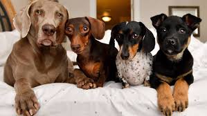 There is also a plan in place to develop an animal. How Pet Influencers Make Money On Instagram According To An Agent Vox