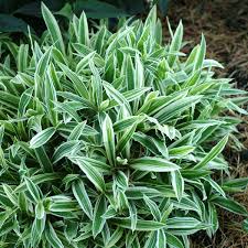 Image result for Carex cognata