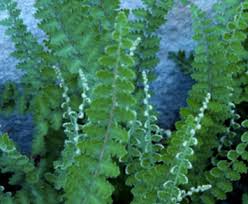 Image result for Cheilanthes