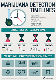 detection times for marijuana drug test blood urine hair