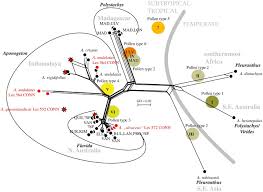 Image result for Aponogeton stuhlmannii