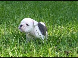 Suburban bullies is located about 30 miles north of dallas, texas within the beautiful city limits of mckinney, texas. Miniature English Bulldog Puppy For Sale In Katy Texas Classified Americanlisted Com