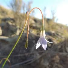 Image result for Wahlenbergia capillacea