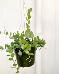 Image result for Xerosicyos