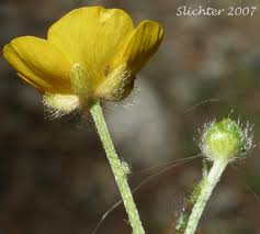 Image result for Ranunculus acris