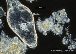 Image result for Eragrostis rotifer