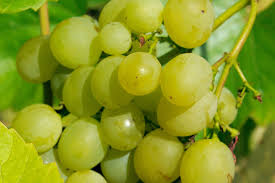 Image result for Vitis vinifera