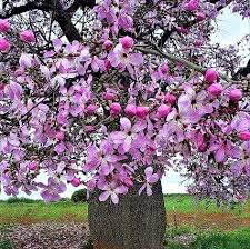 Contact us for shrubs, bonsai and fruit trees in pakistan.we. Exotic Flowering Trees Archives Buy Plants Online Pakistan Online Nursery