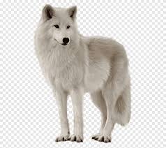 We did not find results for: White Wolf White Wolf Png Pngegg