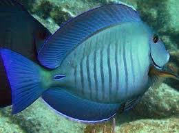 Doctor Tang Fish Beautiful Sea Creatures Betta Fish Fish