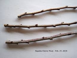 The plums ripen in late summer. Cherry Plum Scion All Flowers General Fruit Growing Growing Fruit