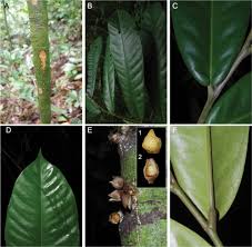 Image result for Syzygium komatiense