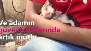 Olmek Uzereyken Kurtarilan Yavru Kedinin Muhtesem Degisimi Youtube