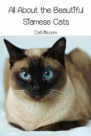 All About The Siamese Cat Personality Temperament More In 2021 Cat Personalities Siamese Cats Best Cat Breeds