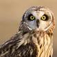Search for Short-eared Owls event image