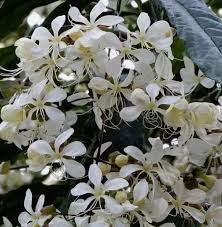 Image result for Clerodendrum schweinfurthii