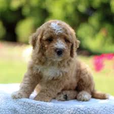 Bernedoodle puppies immediately available pa. Ricky F1b Mini Bernedoodle For Sale In Narvon Pennsylvania Vip Puppies