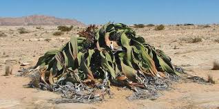 Image result for Hyparrhenia welwitschii