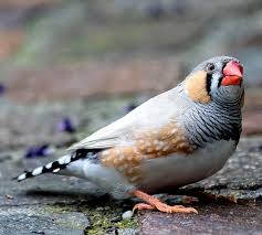 Ciri khusus burung pipit yang pertama adalah memiliki paruh yang kecil, kuat dan runcing. Mengenal Jenis Burung Finch Makanan Suara Dan Harga