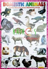 Jika tertangkap zebra akan melakukan tendangan dan gigitan ketika berupaya untuk melarikan diri. Poster Binatang Jinak Lazada Indonesia