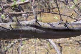 Image result for Commiphora tenuipetiolata